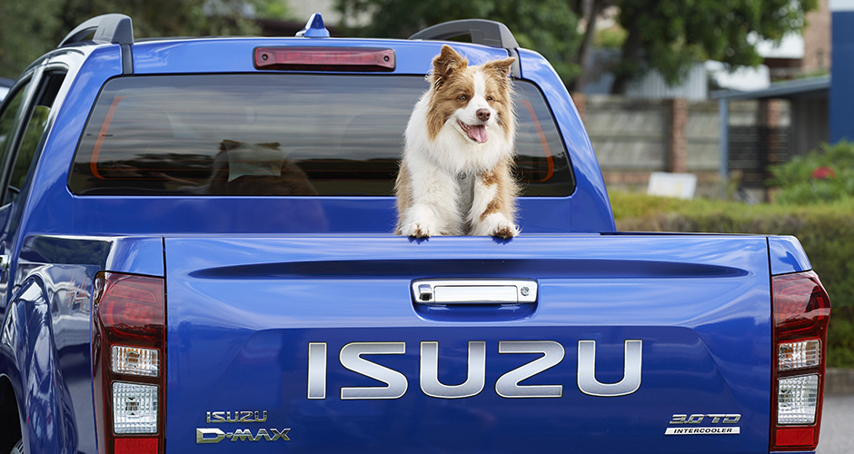 Max the dog sitting in the back of a D-MAX