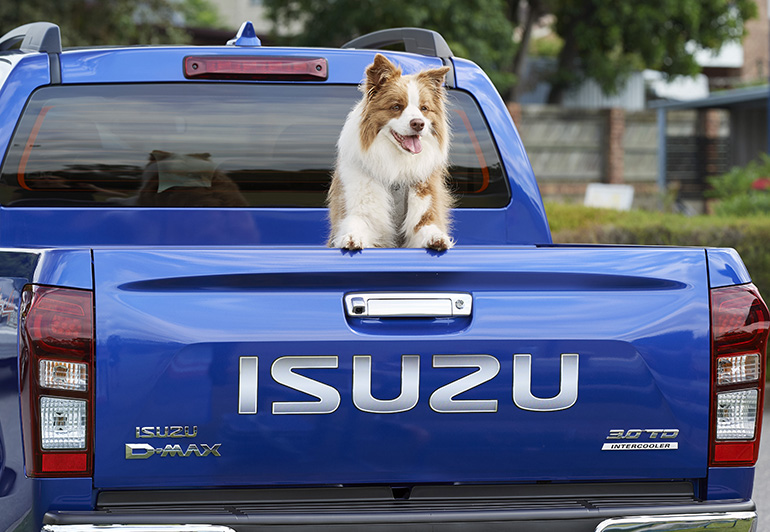 Max the dog sitting in the back of a D-MAX