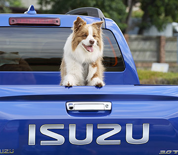 Max the dog sitting in the back of a D-MAX